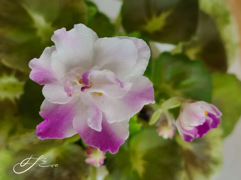  - AV-Yaponskaya Vishnia