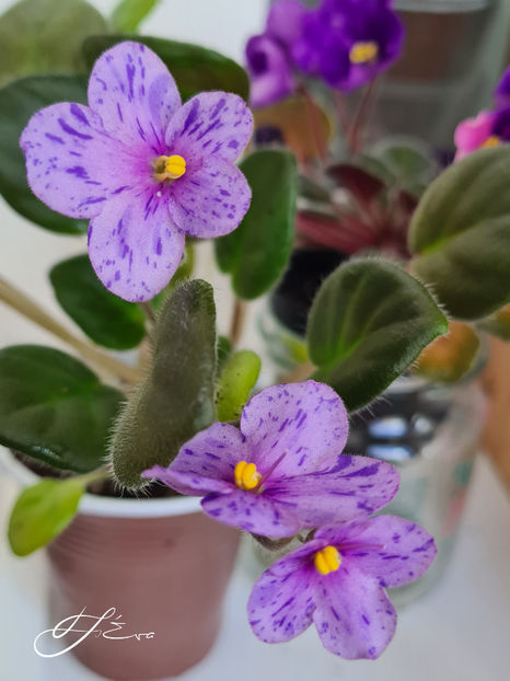  - Coral SparkleTrail