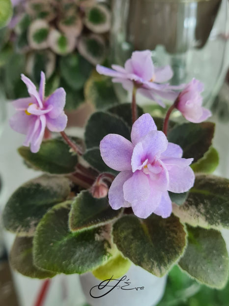  - MK-Nochniye Motiljky