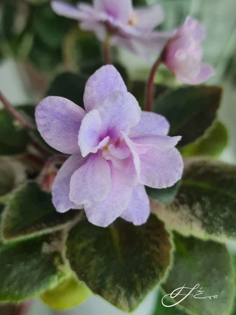  - MK-Nochniye Motiljky