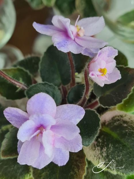  - MK-Nochniye Motiljky