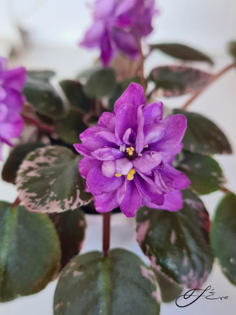  - LE-Gornaya Lavanda