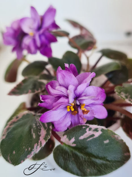  - LE-Gornaya Lavanda