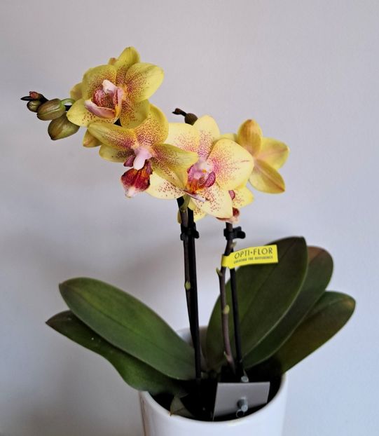  - Mini phalaenopsis