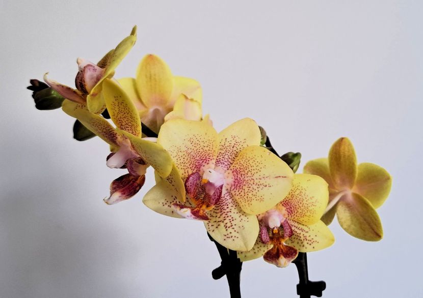  - Mini phalaenopsis
