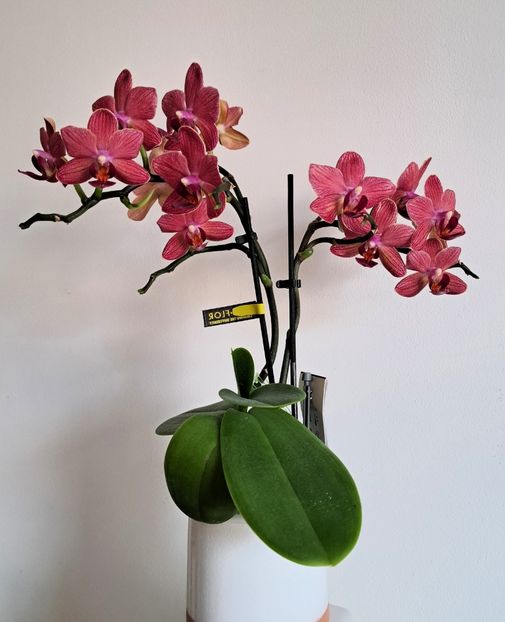  - Mini phalaenopsis