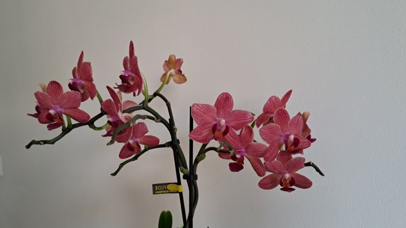  - Mini phalaenopsis