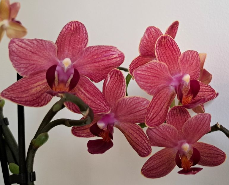  - Mini phalaenopsis