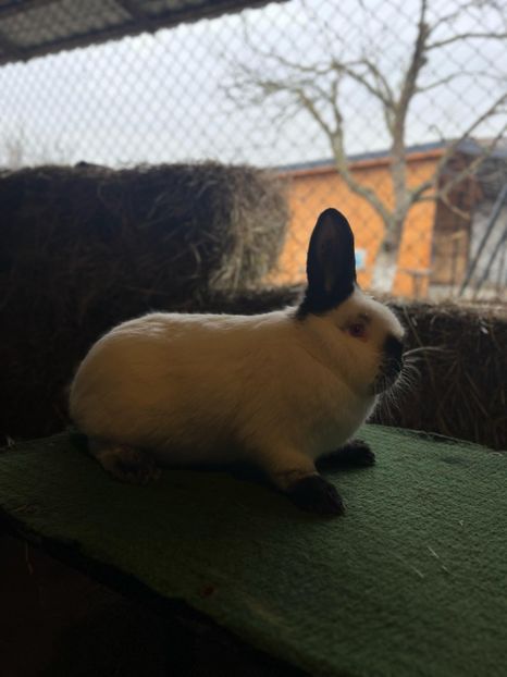  - A-IEPURI CALIFORNIENI