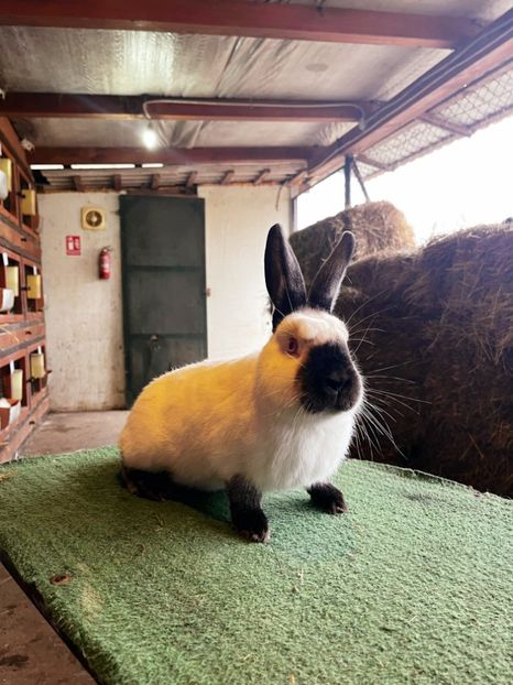  - A-IEPURI CALIFORNIENI