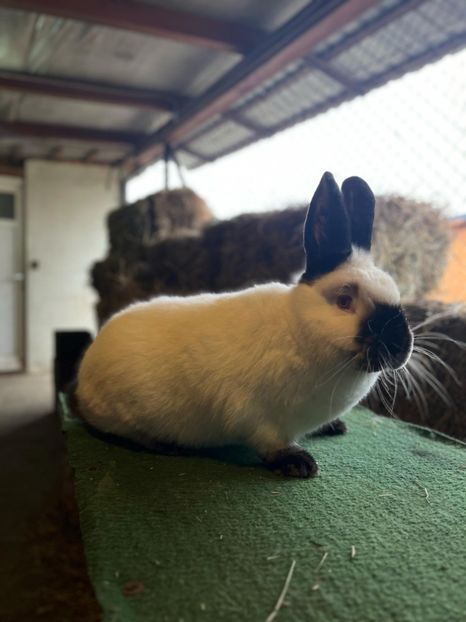  - A-IEPURI CALIFORNIENI