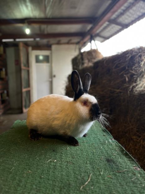  - A-IEPURI CALIFORNIENI