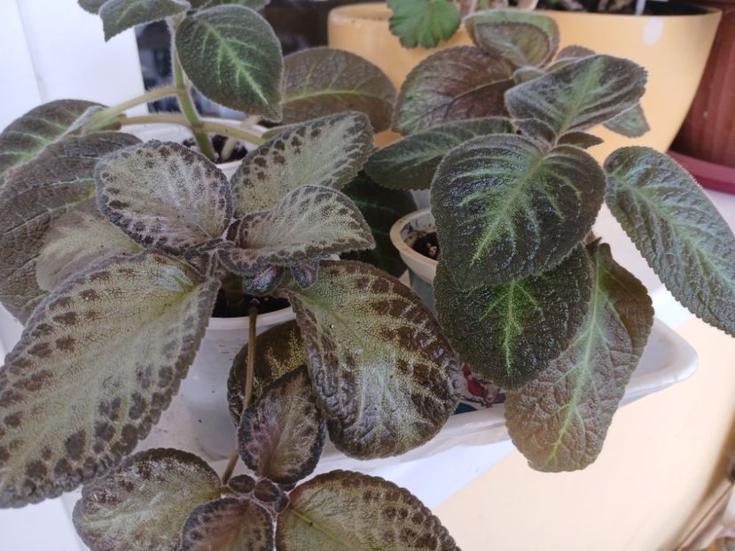  - Disponibil Episcia