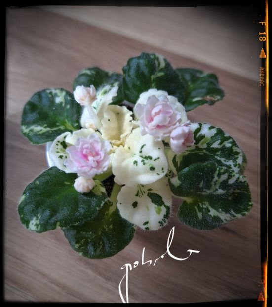  - Watermelon Snow
