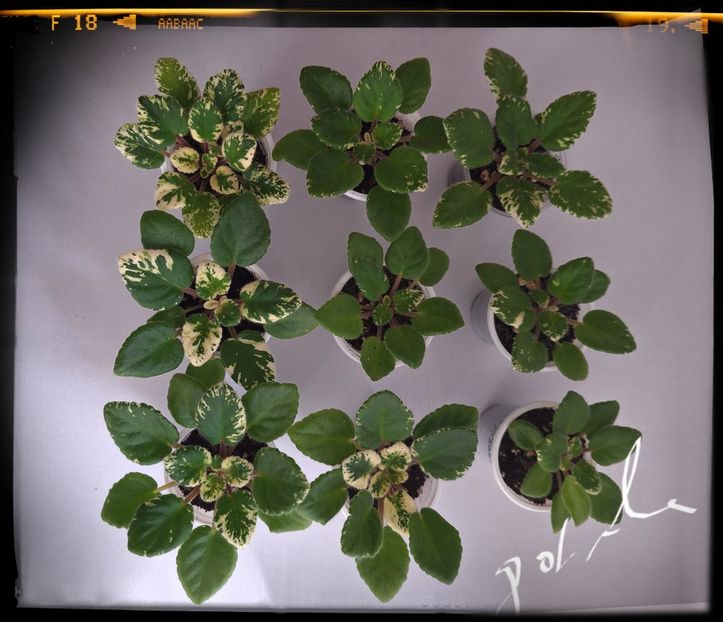  - Mac s O Scarlet O Hara