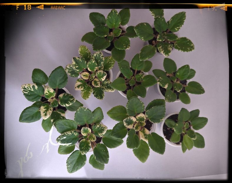  - Mac s O Scarlet O Hara