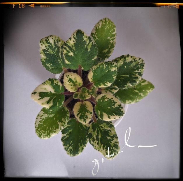  - Mac s O Scarlet O Hara