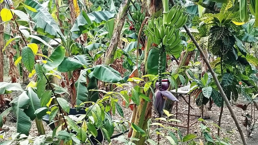 COSTA RICA - Banana Tree - --- COSTA RICA