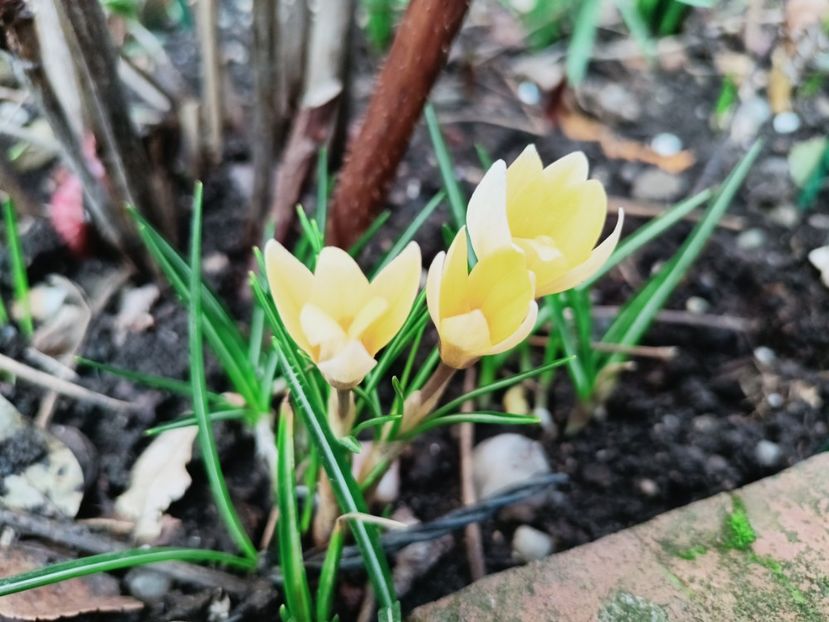 13.03.2025 - Grădina 2025