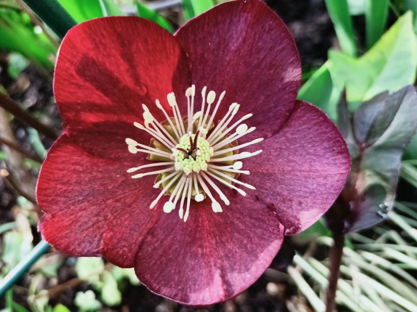 Helleborus Merlot - Grădina 2025