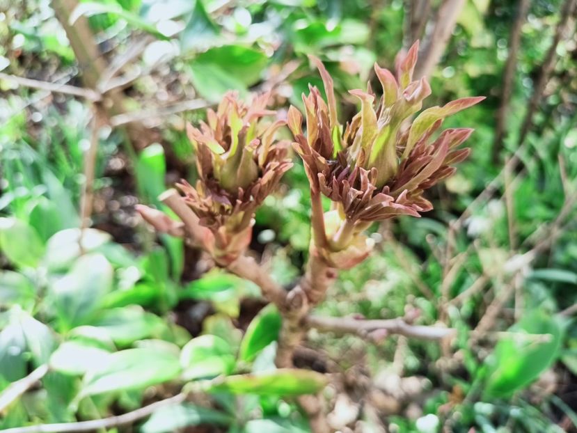 Er Qiao,  arbustiv - Grădina 2025