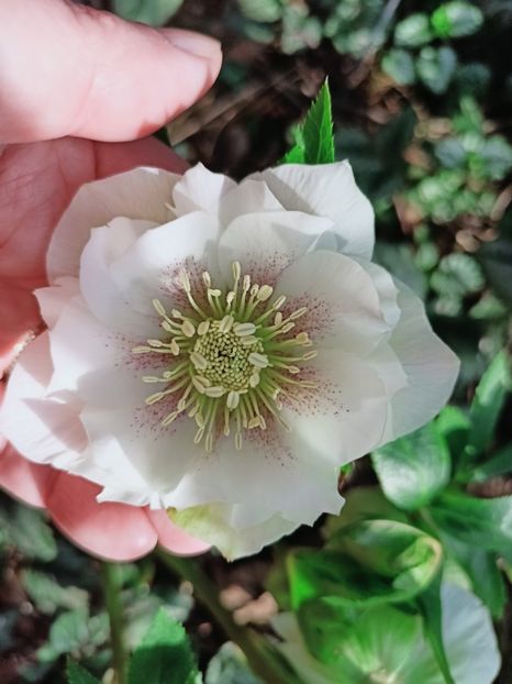 Helleborus Double Ellen White Spotted - Grădina 2025