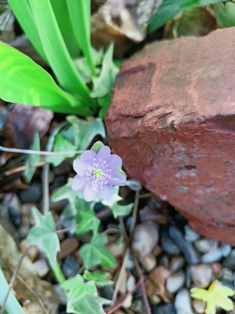 Hepatica transsilvanica - Grădina 2025