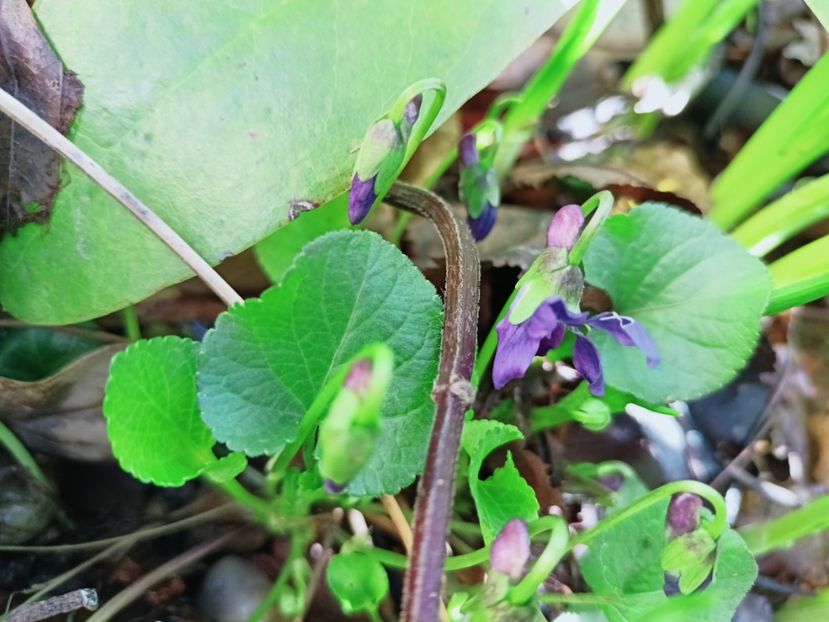 violete - Grădina 2025