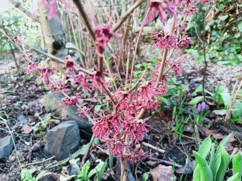 Hamamelis Amethyst - Grădina 2025