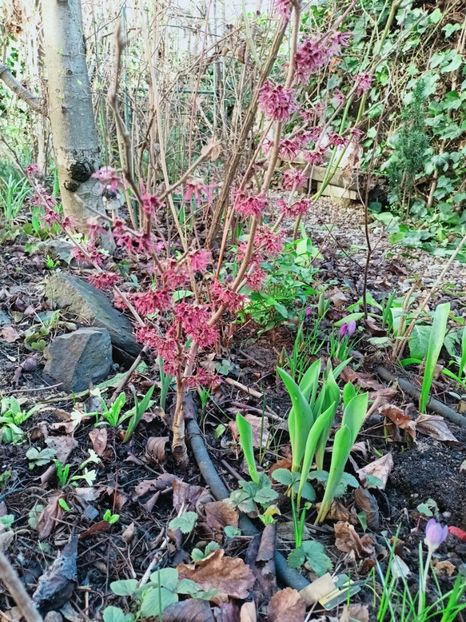 Hamamelis Amethyst - Grădina 2025