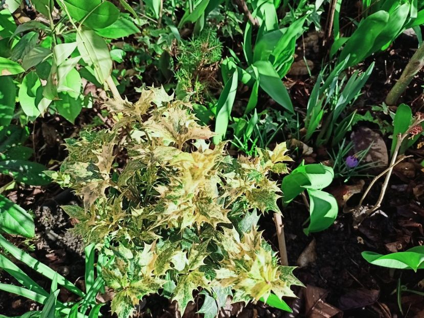 Osmanthus heterophyllus Goshiki - Grădina 2025