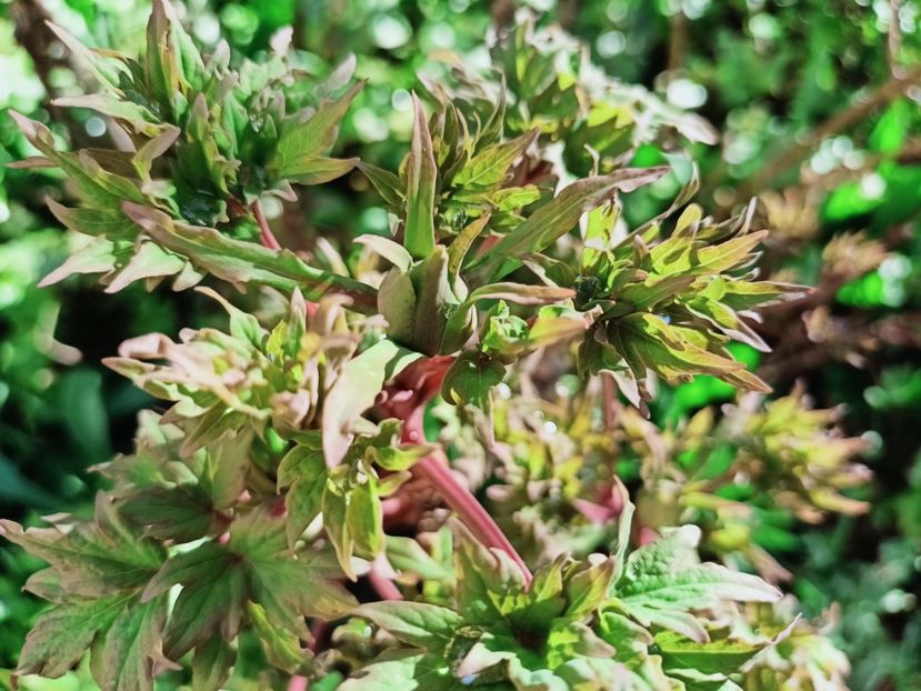 Er Qiao,  arbustiv - Grădina 2025