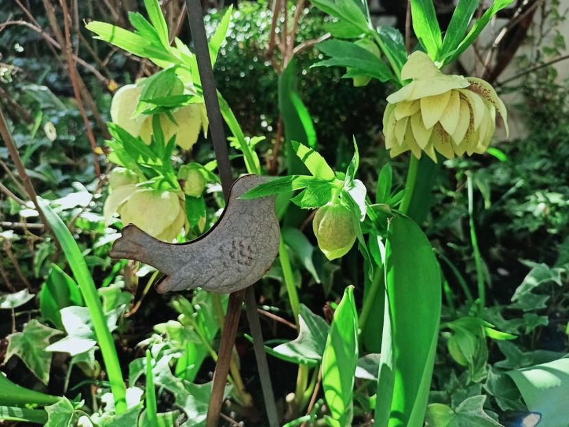 Helleborus "Double Yellow Spotted" - Grădina 2025