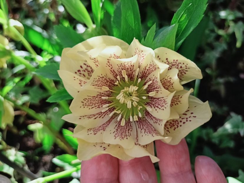Helleborus "Double Yellow Spotted" - Grădina 2025