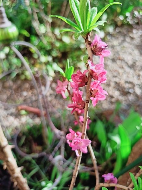 Daphne Mezereum rubra - Grădina 2025