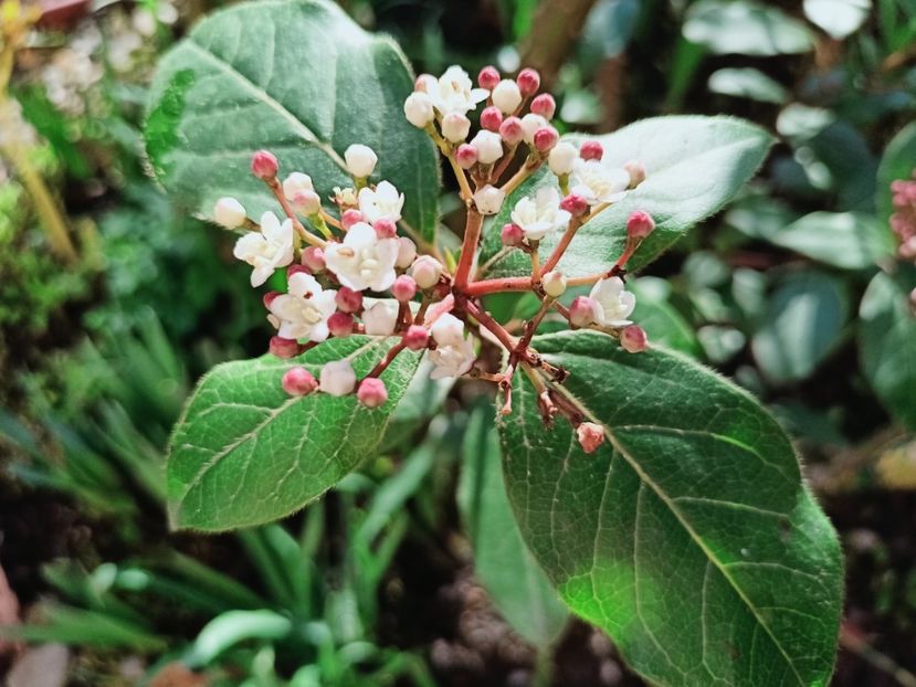 Viburnum tinus Gwenllian - Grădina 2025