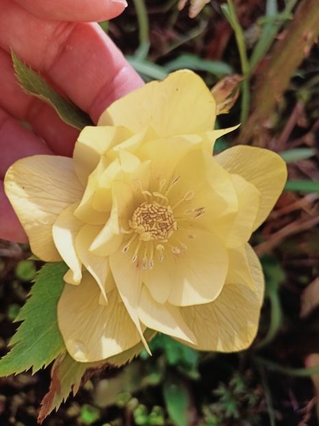 Helleborus "Double Super Yellow" - Grădina 2025