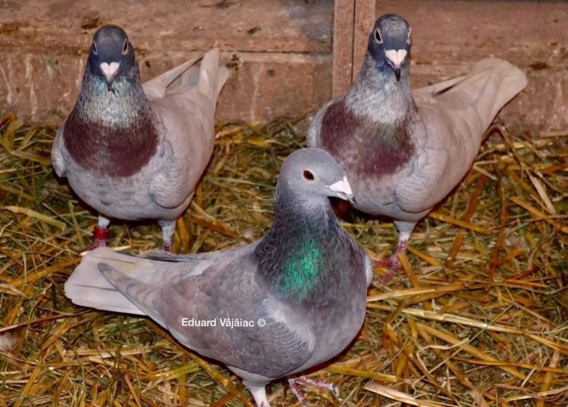  - Nu îmi aparțin 9