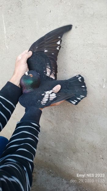  - Nu îmi aparțin 9