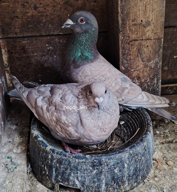  - Nu îmi aparțin 9