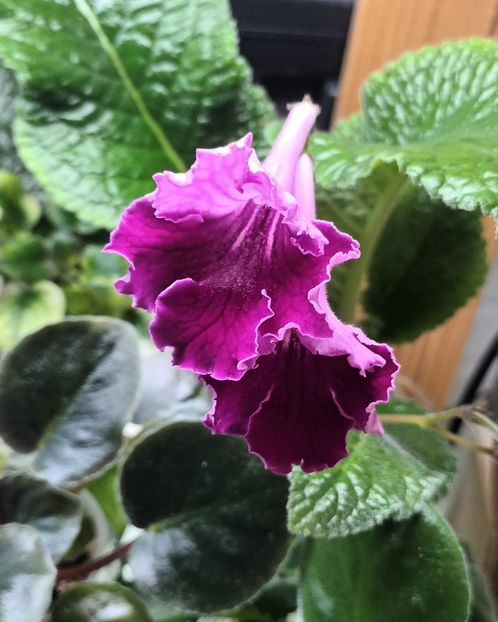  - STREPTOCARPUS