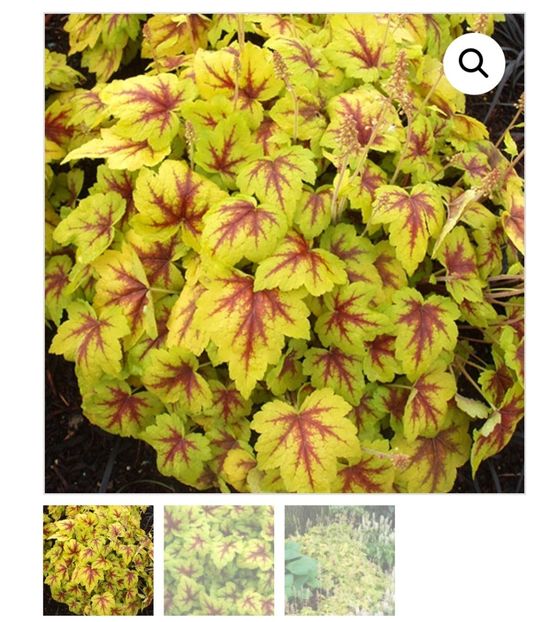 Heucherella Stoplight - aaaa Comanda plante 2025