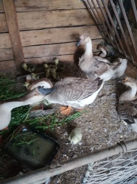  - Gâște Toulouse oua pt incubat