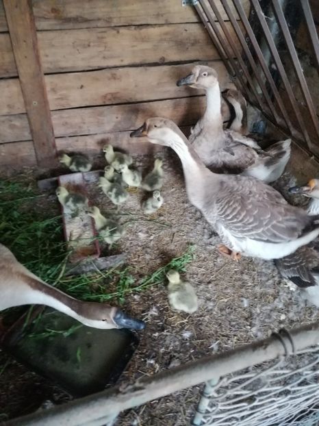  - Gâște Toulouse oua pt incubat