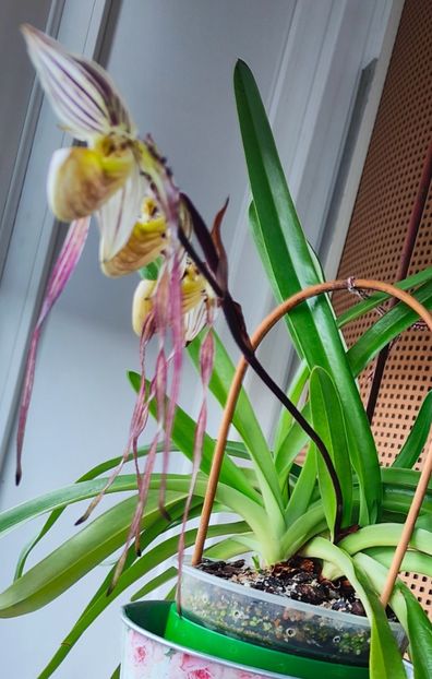 Paph. Philippinense - Orhidee_5_simpodiale fără pseudobulbi