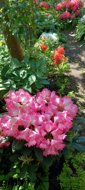  - Azalee si Rhododendroni