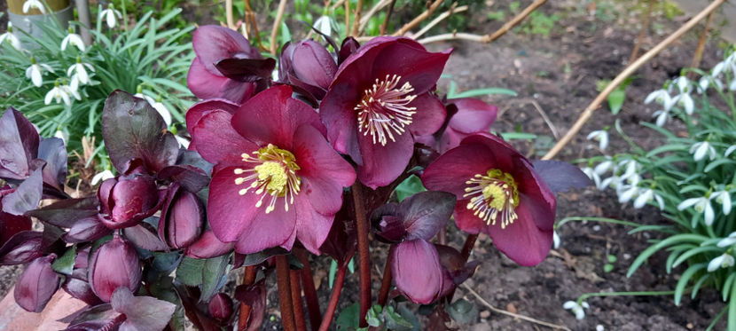  - Helleborus - Spanz