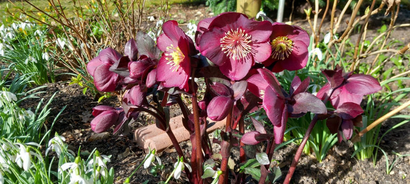  - Helleborus - Spanz