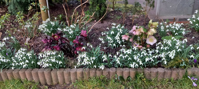  - Helleborus - Spanz