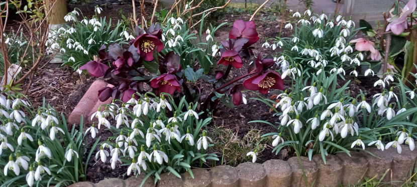  - Helleborus - Spanz